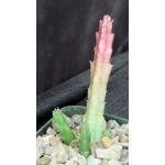 Stapelia mutabilis 4-inch pots