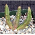 Stapelia scitula 4-inch pots