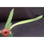 Stapelia gettliffei 4-inch pots