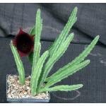 Stapelia leendertziae 5-inch pots