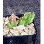 Stapelia mutabilis 2-inch pots