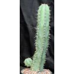 Stenocereus griseus 8-inch pots