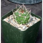 Stenocactus sp. Ri8 4-inch pots