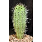 Stenocereus thurberi (Organ pipe) 2-gallon pots