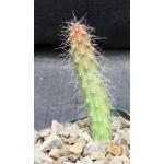 Stenocereus alamosensis 4-inch pots