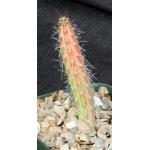 Stenocereus alamosensis 5-inch pots