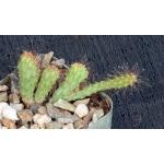 Stenocereus alamosensis (crest) 2-inch pots