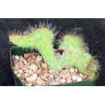 Stenocereus alamosensis (crest) 5-inch pots