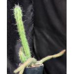 Stenocereus alamosensis one-gallon pots