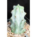 Stenocereus beneckei 5-inch pots