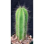 Isolatocereus (Stenocereus) dumortieri 4-inch pots