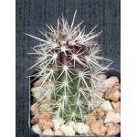 Stenocereus eruca 2-inch pots