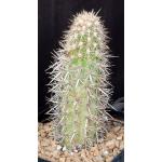 Stenocereus eruca one-gallon pots