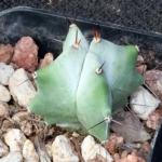 Stenocereus griseus 2-inch pots