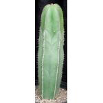 Stenocereus marginatus 3-gallon pots