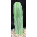 Stenocereus marginatus 6-inch pots