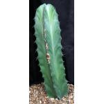Stenocereus pruinosus 2-gallon pots