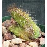 Stenocereus alamosensis (crest) 4-inch pots