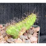 Stenocereus alamosensis (crest) 3-inch pots