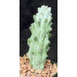 Stenocereus beneckei 4-inch pots