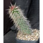 Stenocereus eruca one-gallon pots
