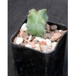 Stenocereus griseus 2-inch pots