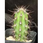 Stenocereus gummosus 2-inch pots