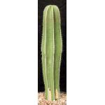Stenocereus marginatus 3-gallon pots
