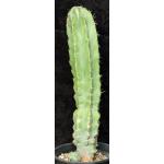 Stenocereus pruinosus 2-gallon pots