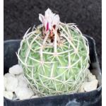 Stenocactus dichroacanthus 2-inch pots
