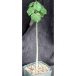 Sterculia rogersii 5-inch pots