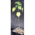 Sterculia africana 5-inch pots