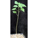 Sterculia africana one-gallon pots