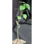 Sterculia rogersii 4-inch pots