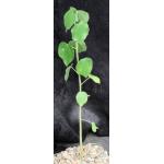 Sterculia rogersii 5-inch pots