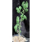 Sterculia africana one-gallon pots