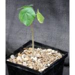 Sterculia rhynchocarpa 5-inch pots