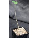 Sterculia rhynchocarpa 5-inch pots