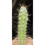 Stetsonia coryne 2-gallon pots