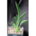 Strelitzia juncea 5-inch pots