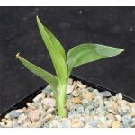 Strelitzia juncea 5-inch pots