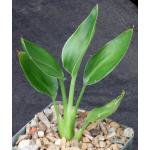 Strelitzia juncea 4-inch pots