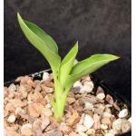 Strelitzia juncea 5-inch pots