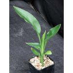 Strelitzia juncea 2-inch pots