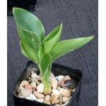 Strelitzia juncea 2-inch pots