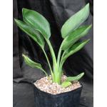Strelitzia reginae one-gallon pots