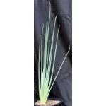 Strelitzia juncea 2-gallon pots