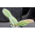 Strophocactus testudo 5-inch pots