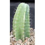 Strophocactus testudo one-gallon pots