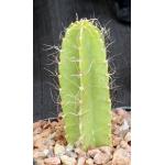 Strophocactus testudo 5-inch pots